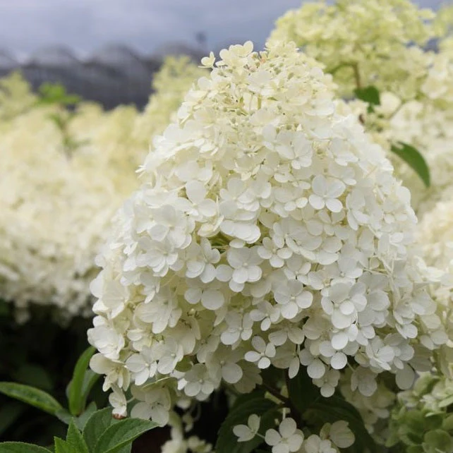 Hydrangea pan. Bobo