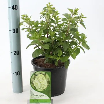 Hydrangea pan. Bobo - Image 3