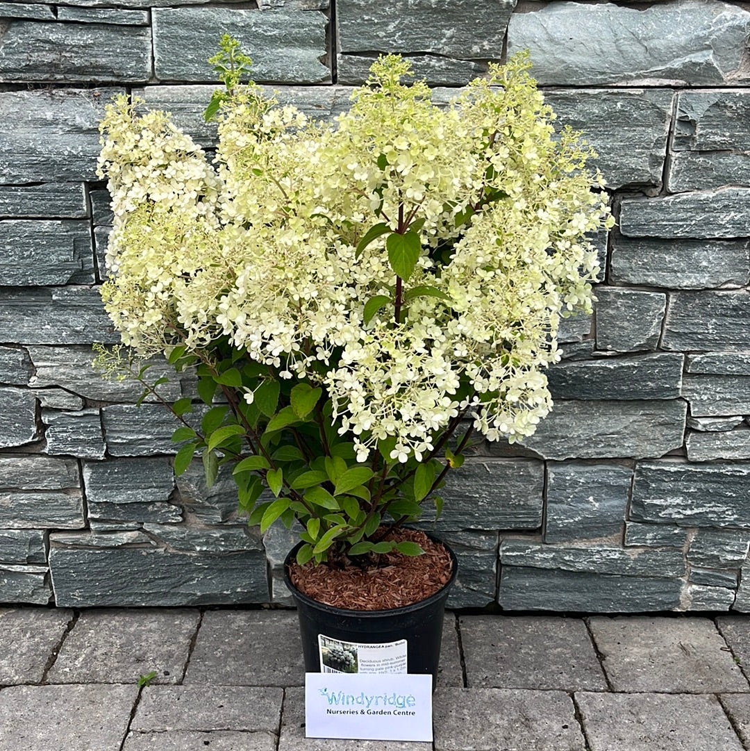 HYDRANGEA pan. Bobo - Image 2