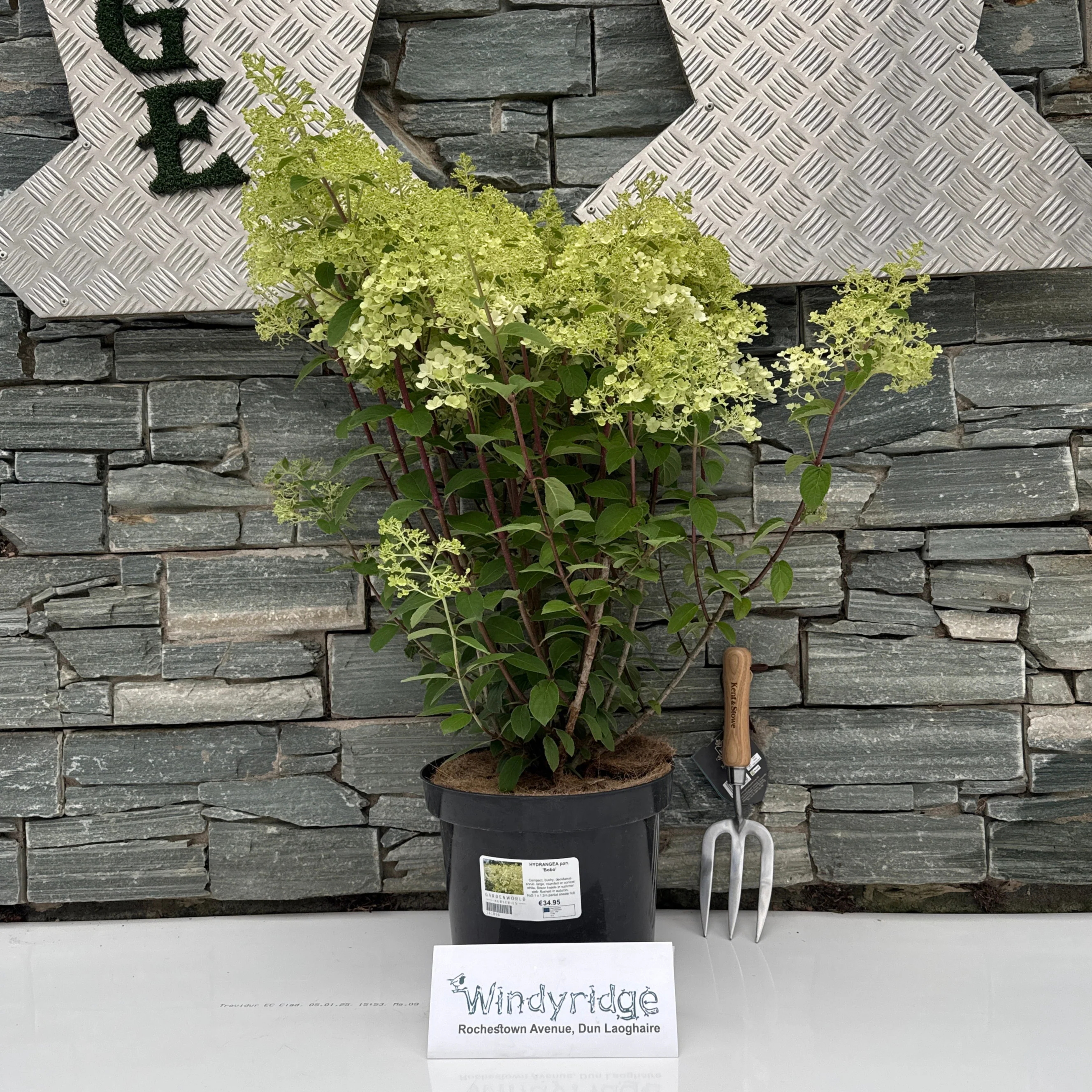 HYDRANGEA pan. Bobo - Image 3