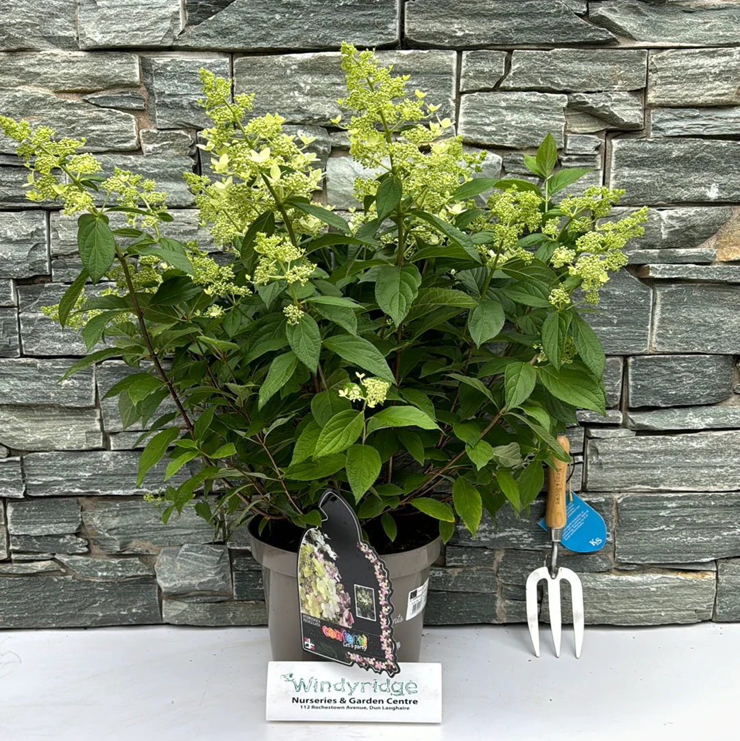 HYDRANGEA PAN. CONFETTI - Image 3