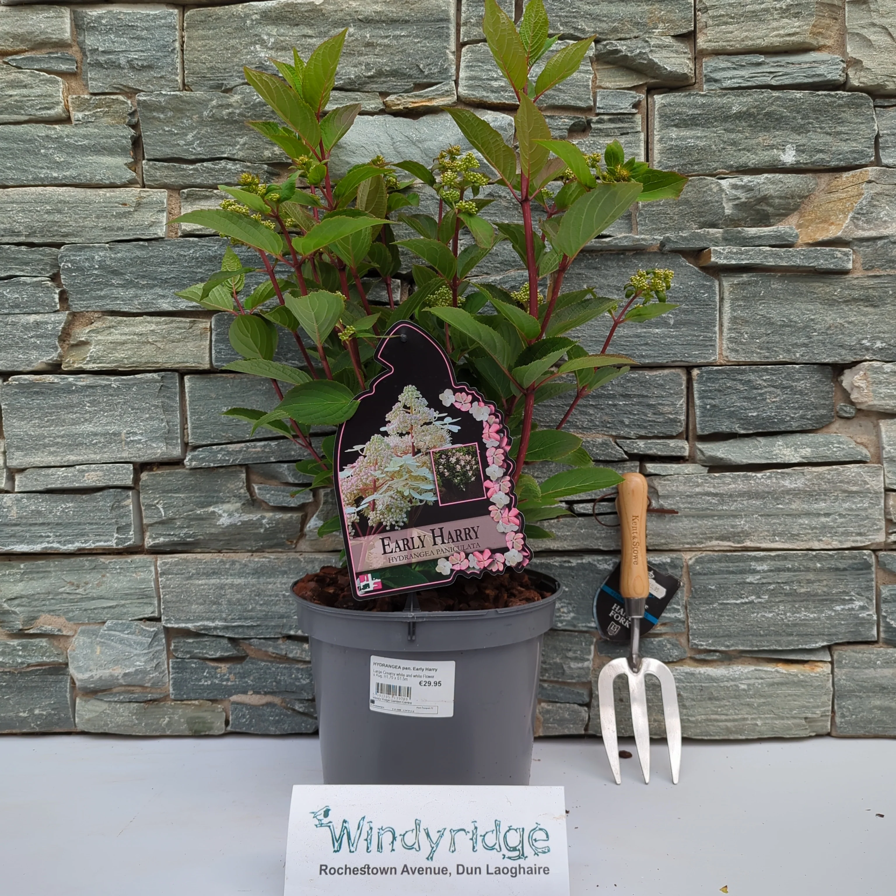 HYDRANGEA pan. Early Harry - Image 2