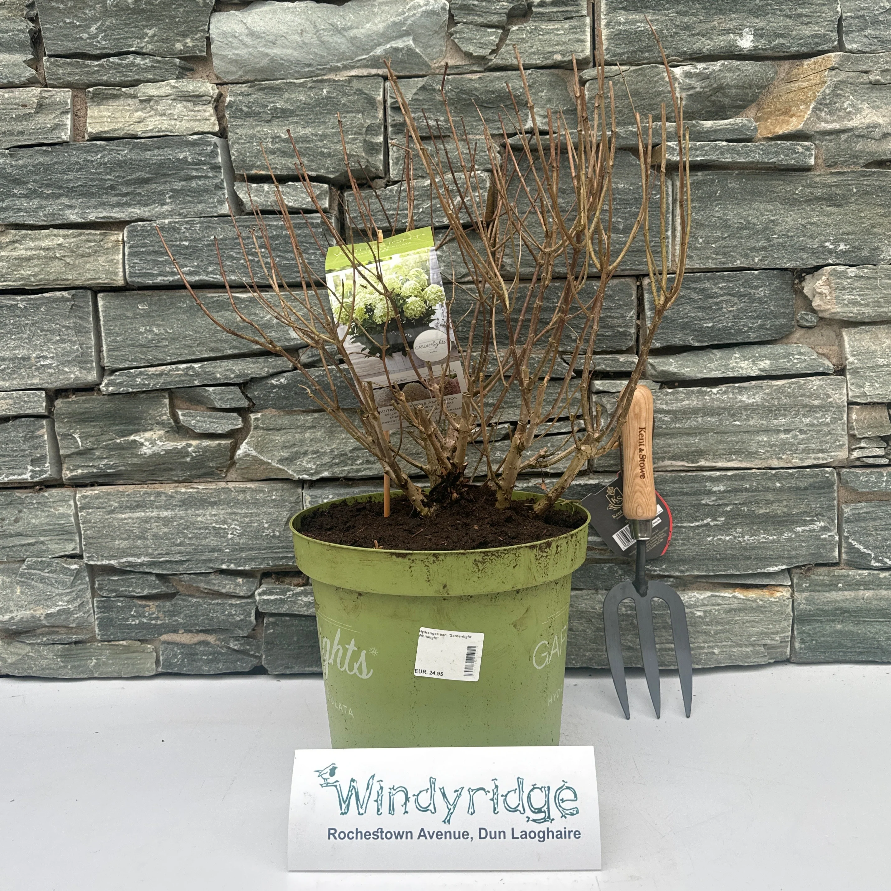 Hydrangea pan. Gardenlight Whitelight - Image 2