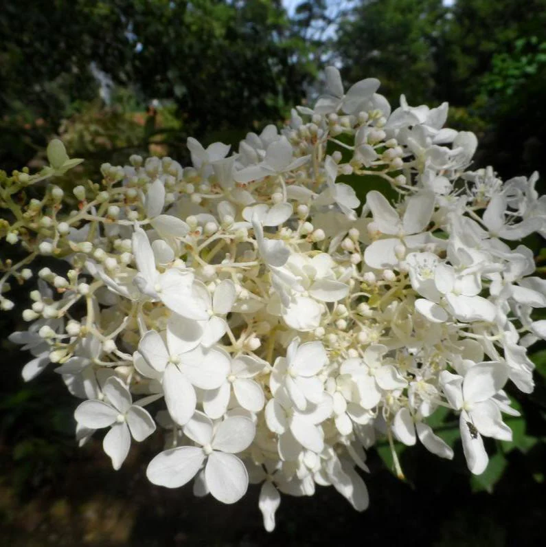 Hydrangea pan. Hydrangea Pan. White Light