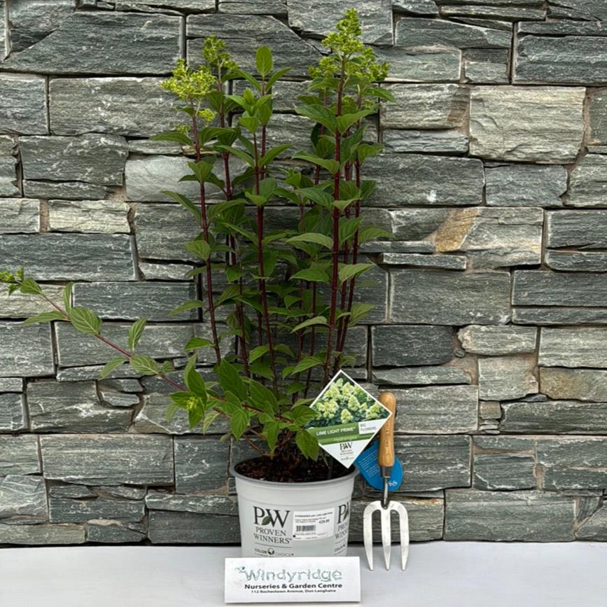 HYDRANGEA pan. Lime Light Prime - Image 2