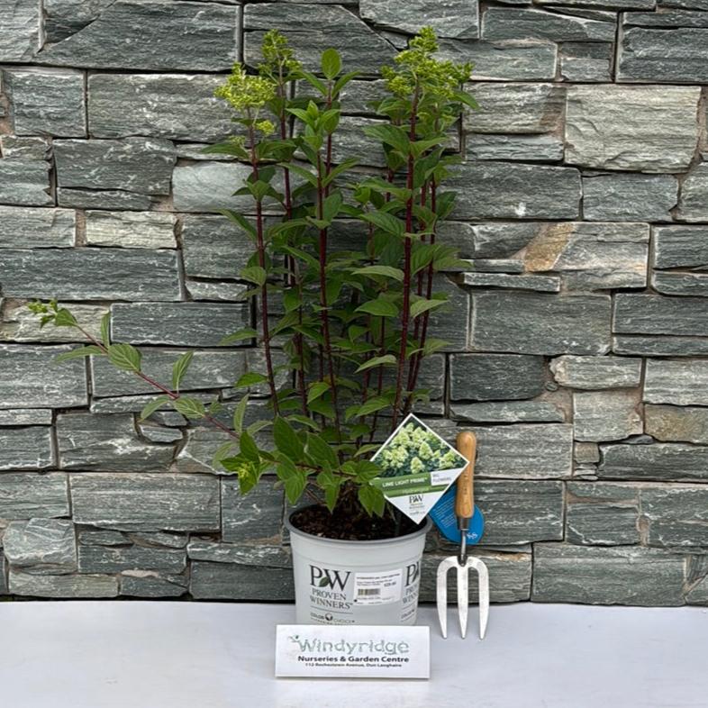 HYDRANGEA pan. Lime Light Prime - Image 3
