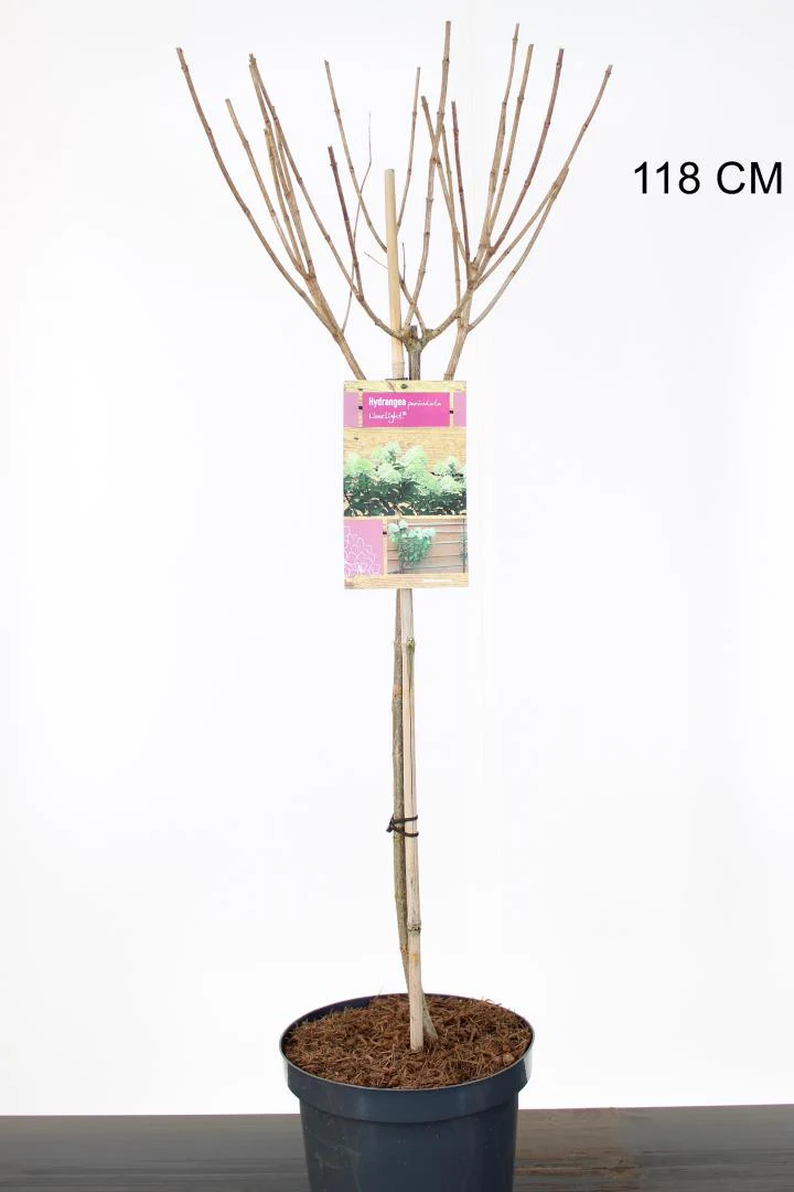 Hydrangea pan. Limelight - Image 2