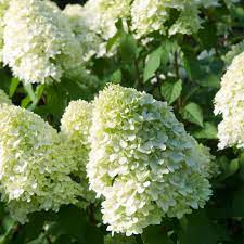 Hydrangea pan. Limelight  3 Ltr pot - Image 2
