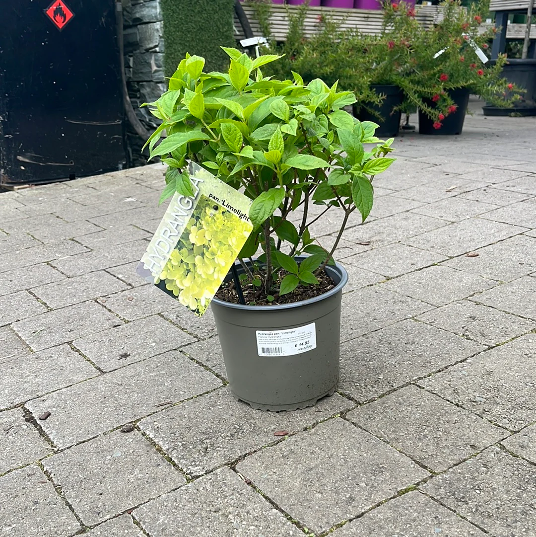 Hydrangea pan. Limelight  3 Ltr pot - Image 3