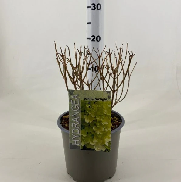 Hydrangea pan. Limelight  3 Ltr pot - Image 4