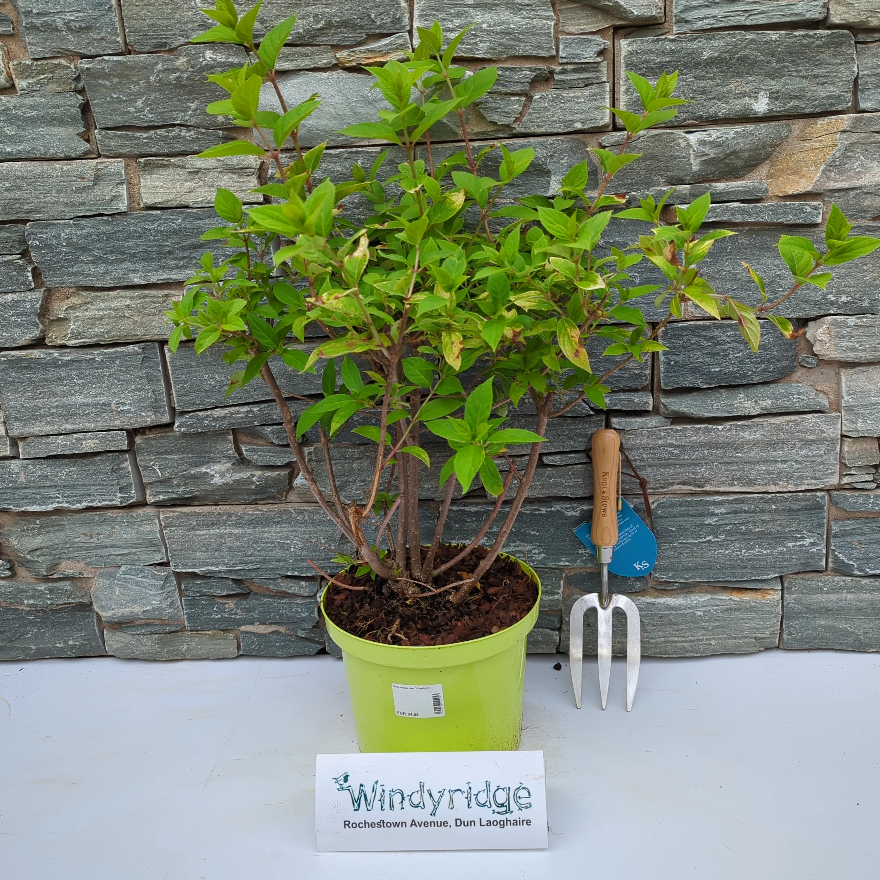 Hydrangea pan. Limelight - Image 2