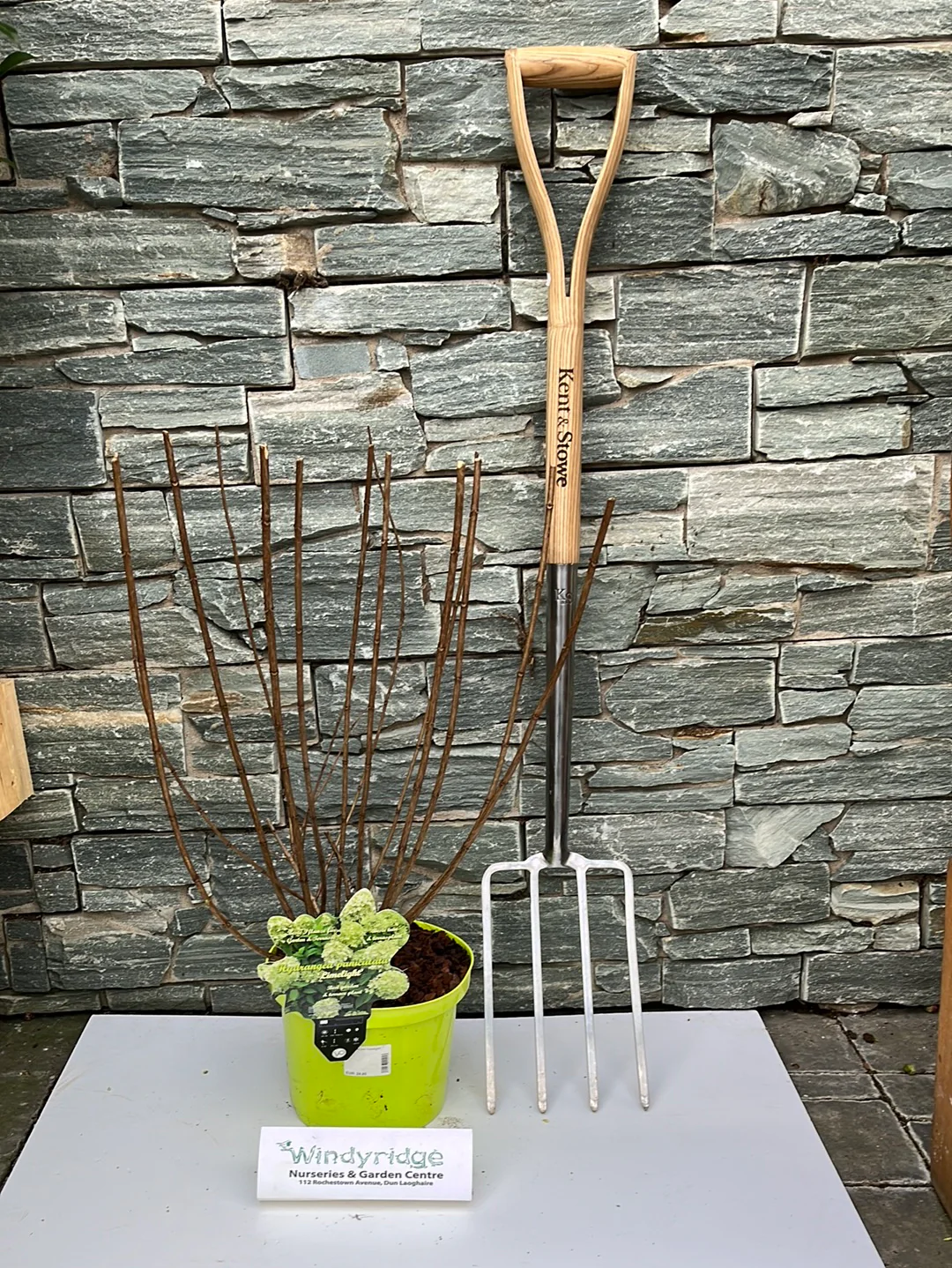 Hydrangea pan. Limelight - Image 3