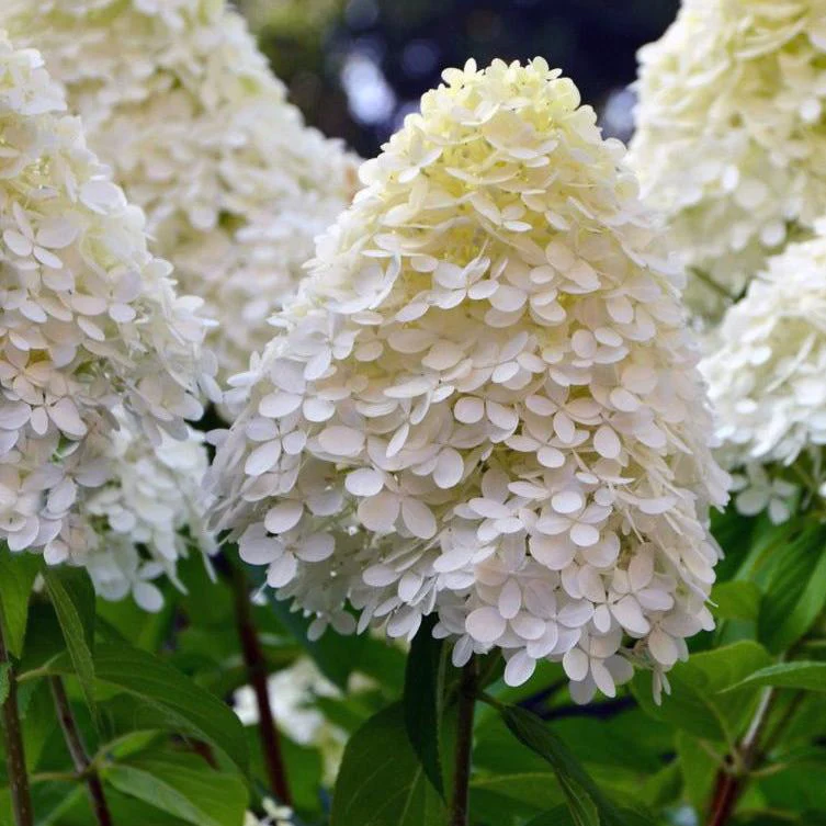 Hydrangea pan. Limelight  7.5 Ltr pot