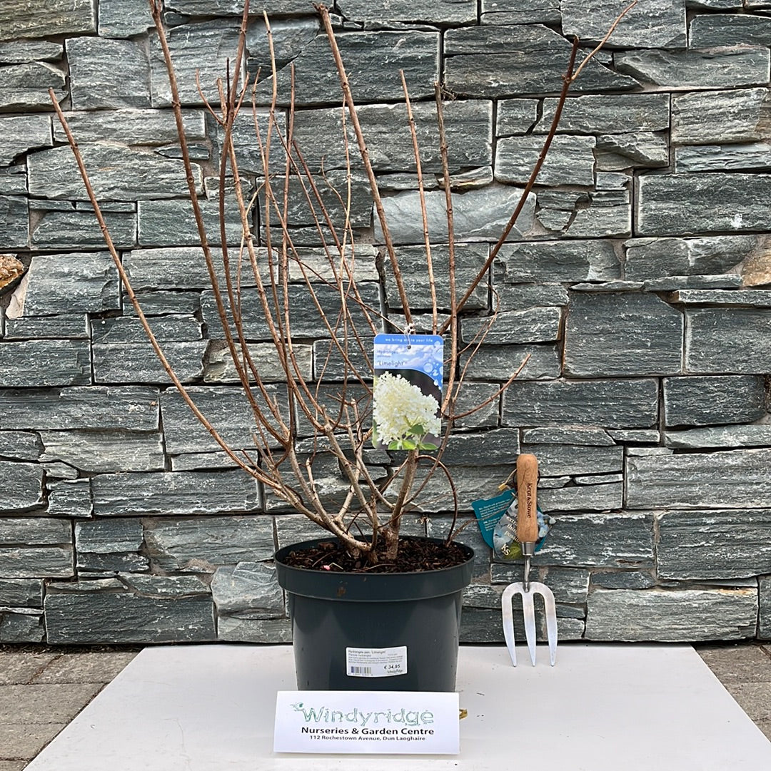 Hydrangea pan. Limelight  7.5 Ltr pot - Image 2