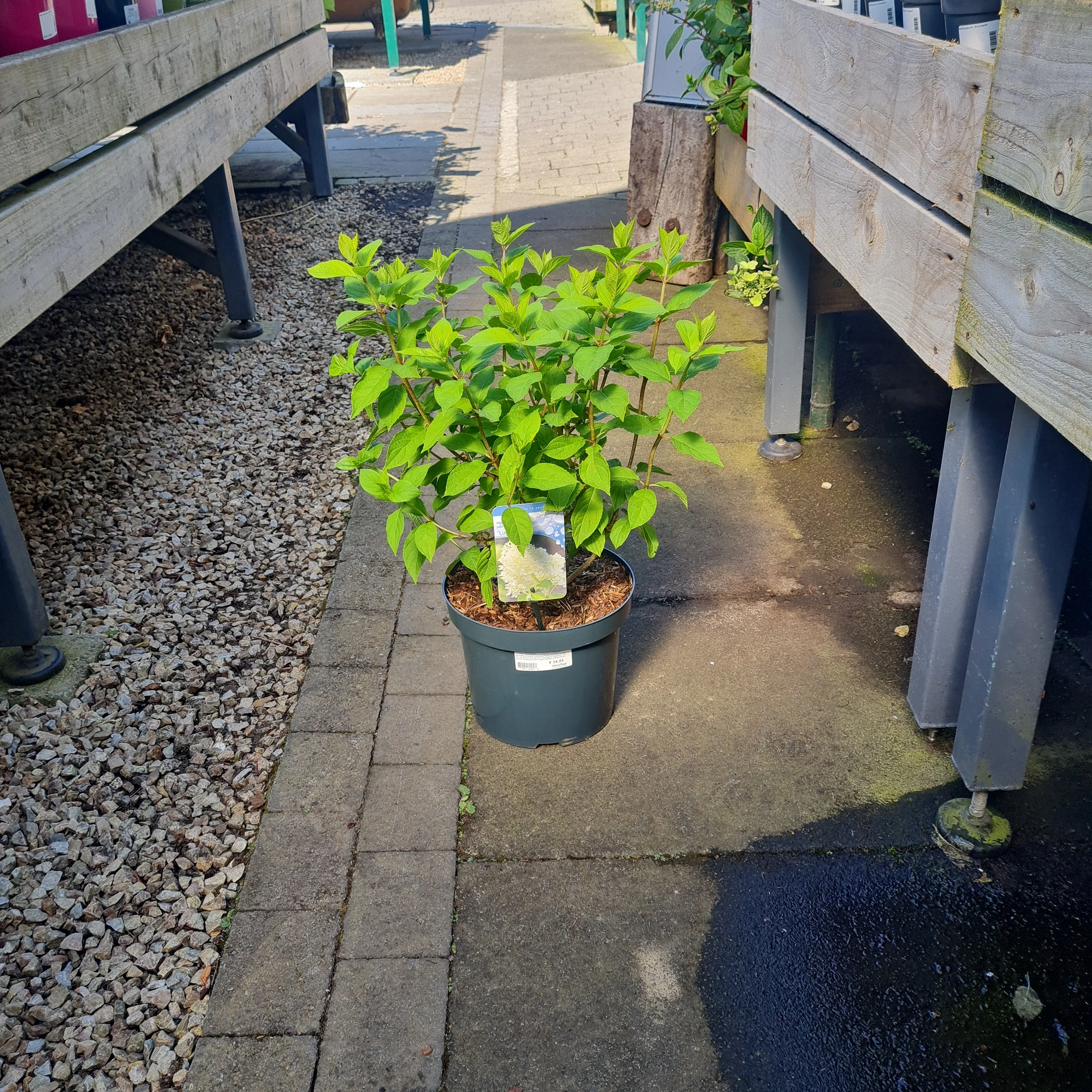 Hydrangea pan. Limelight  7.5 Ltr pot - Image 3