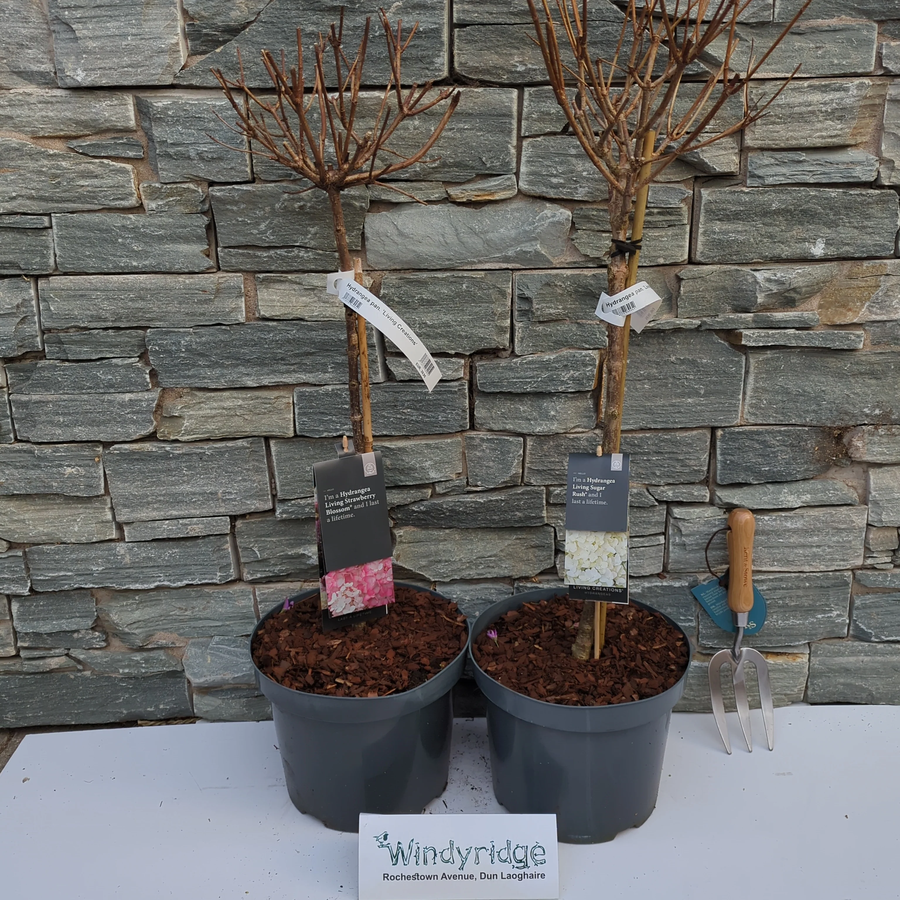 Hydrangea pan. Living Creations - Image 2