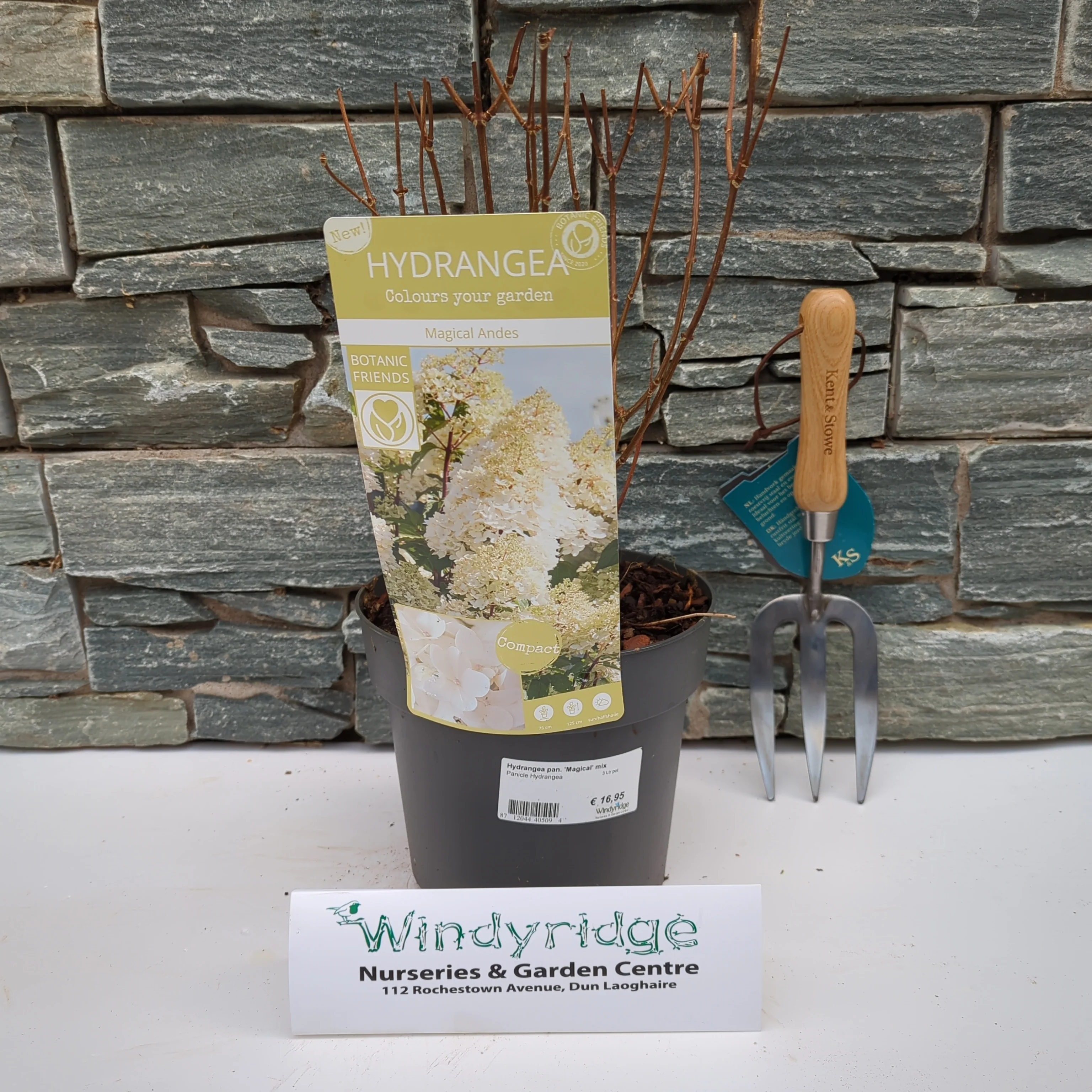 Hydrangea pan. Magical mix  3 Ltr pot - Image 2