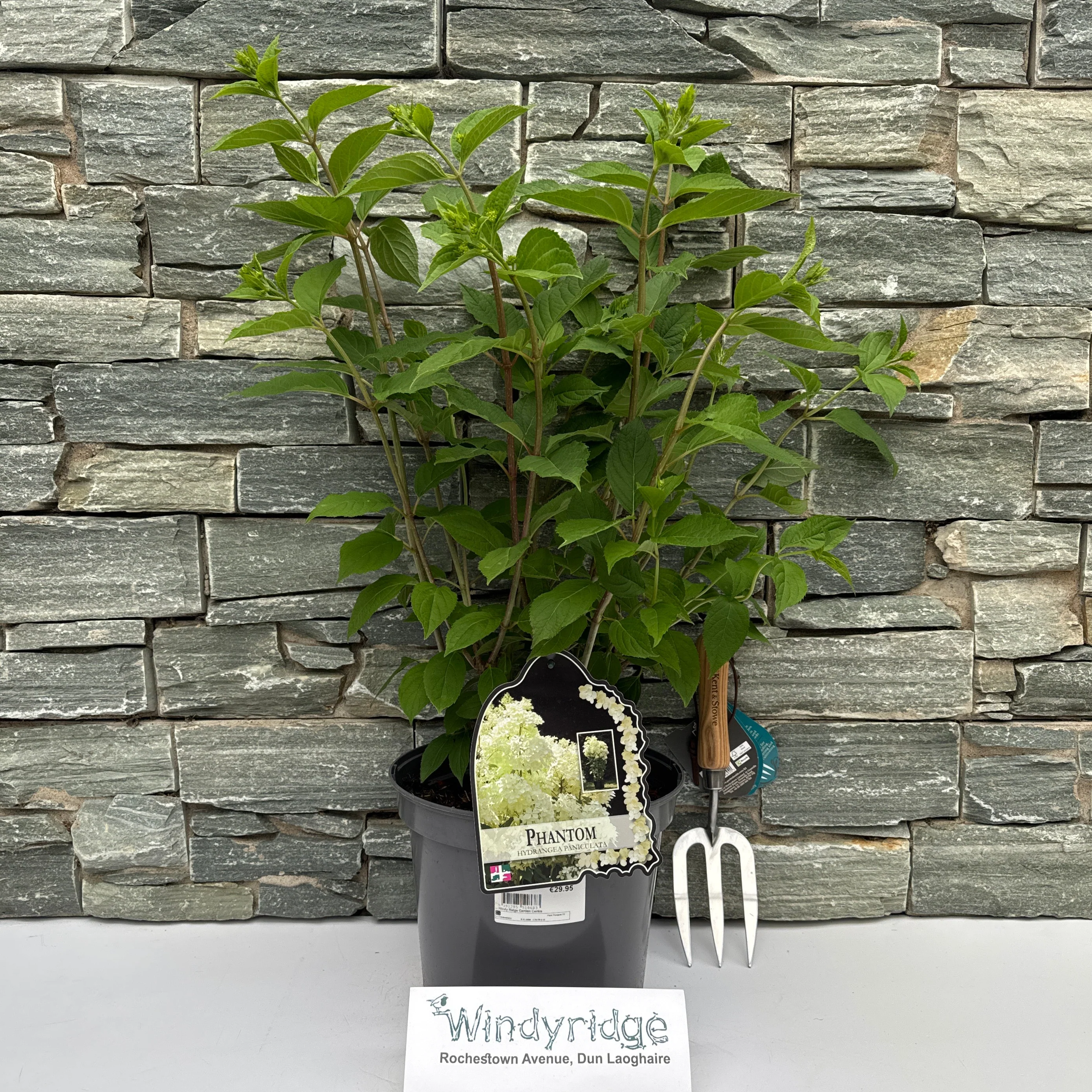 HYDRANGEA pan. Phantom - Image 2