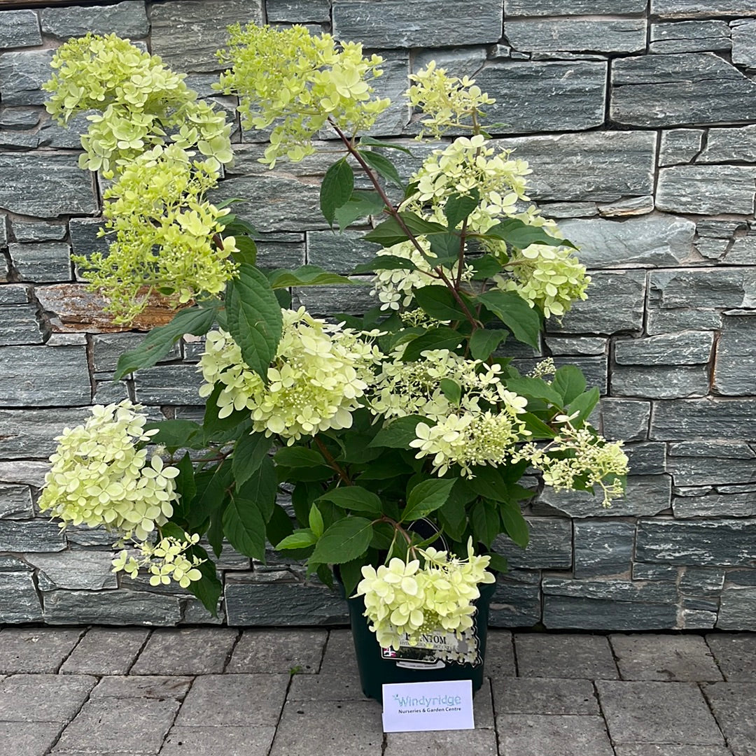 HYDRANGEA pan. Phantom - Image 3