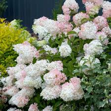 Hydrangea pan. Phantom - Image 3