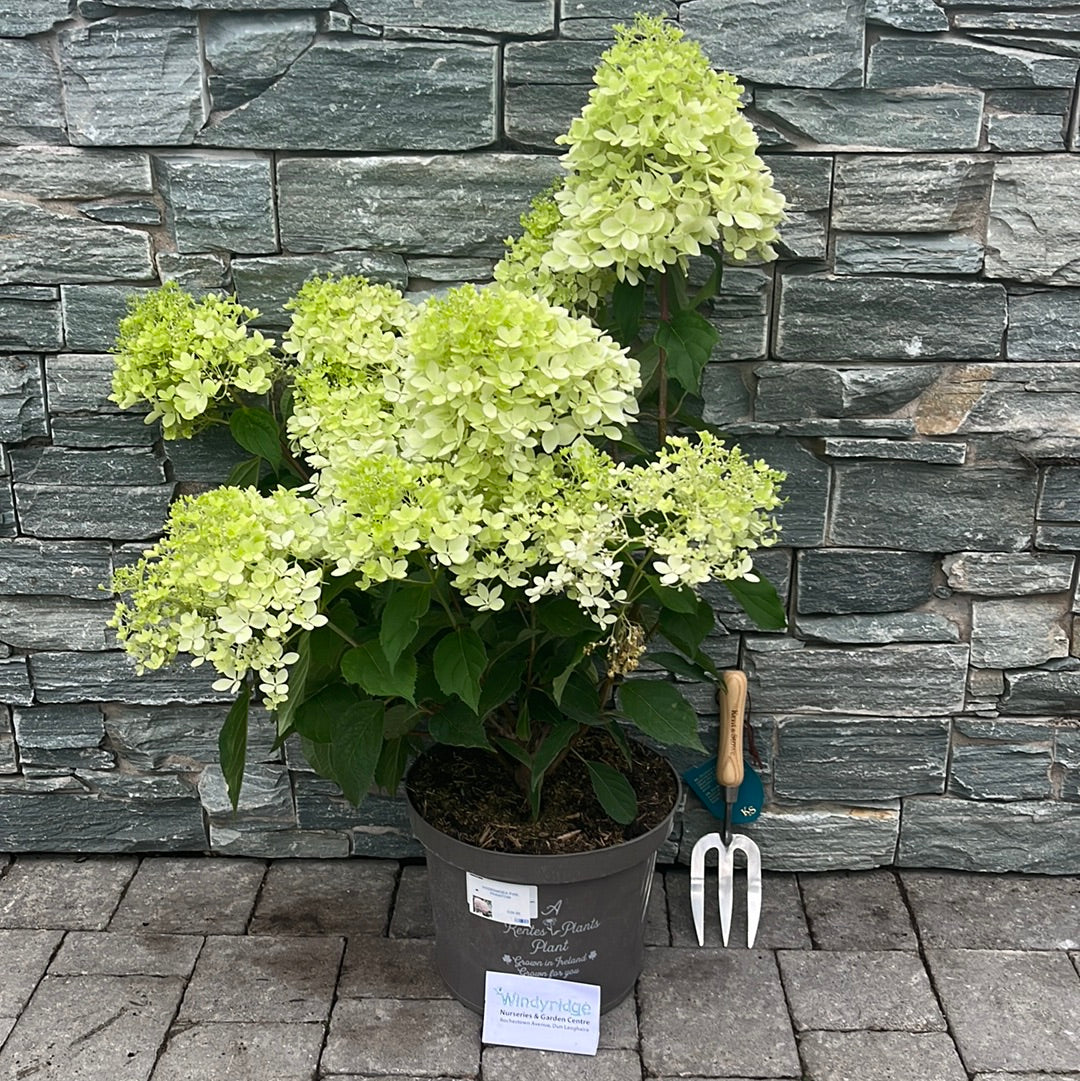 HYDRANGEA PAN. PHANTOM - Image 2