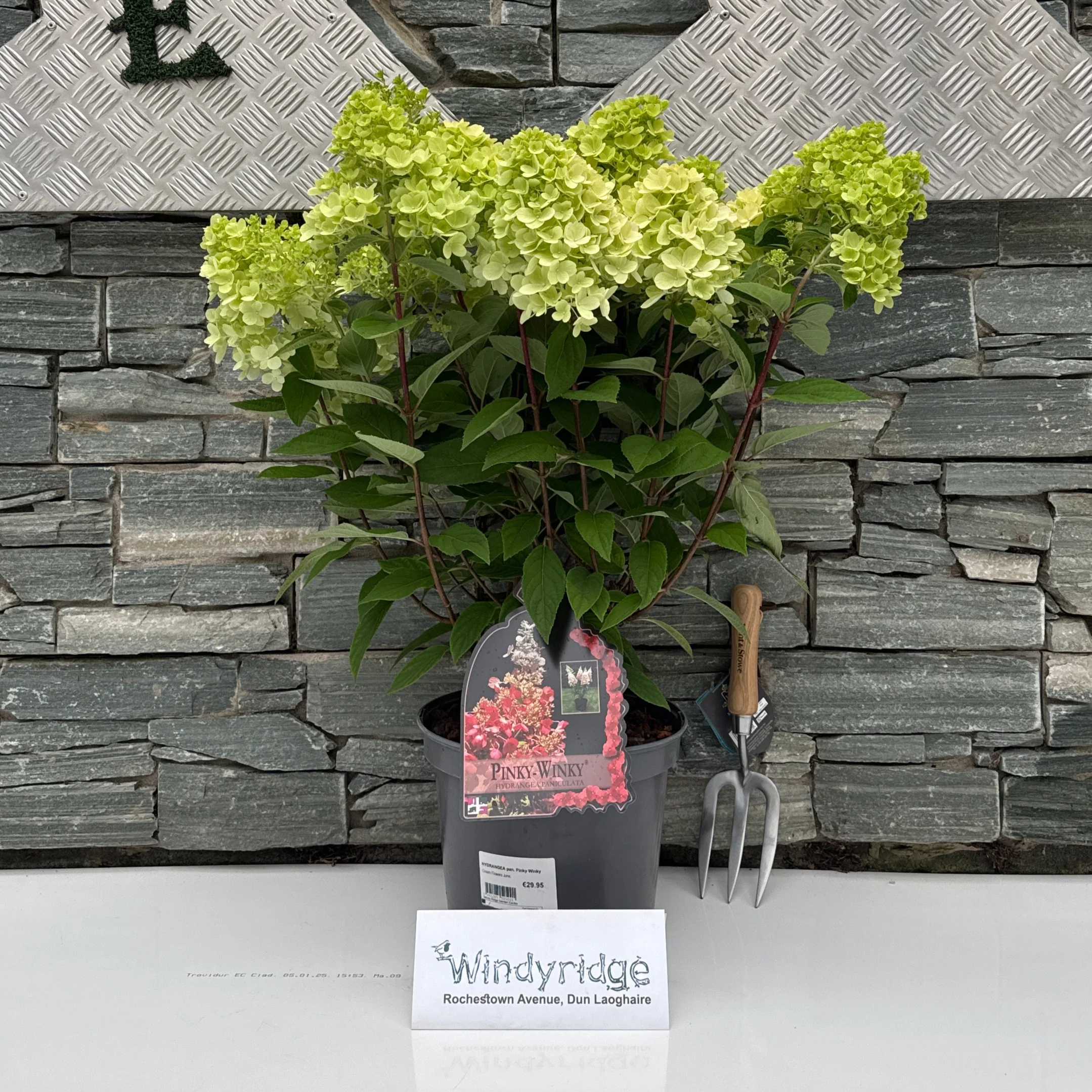 HYDRANGEA pan. Pinky Winky - Image 2