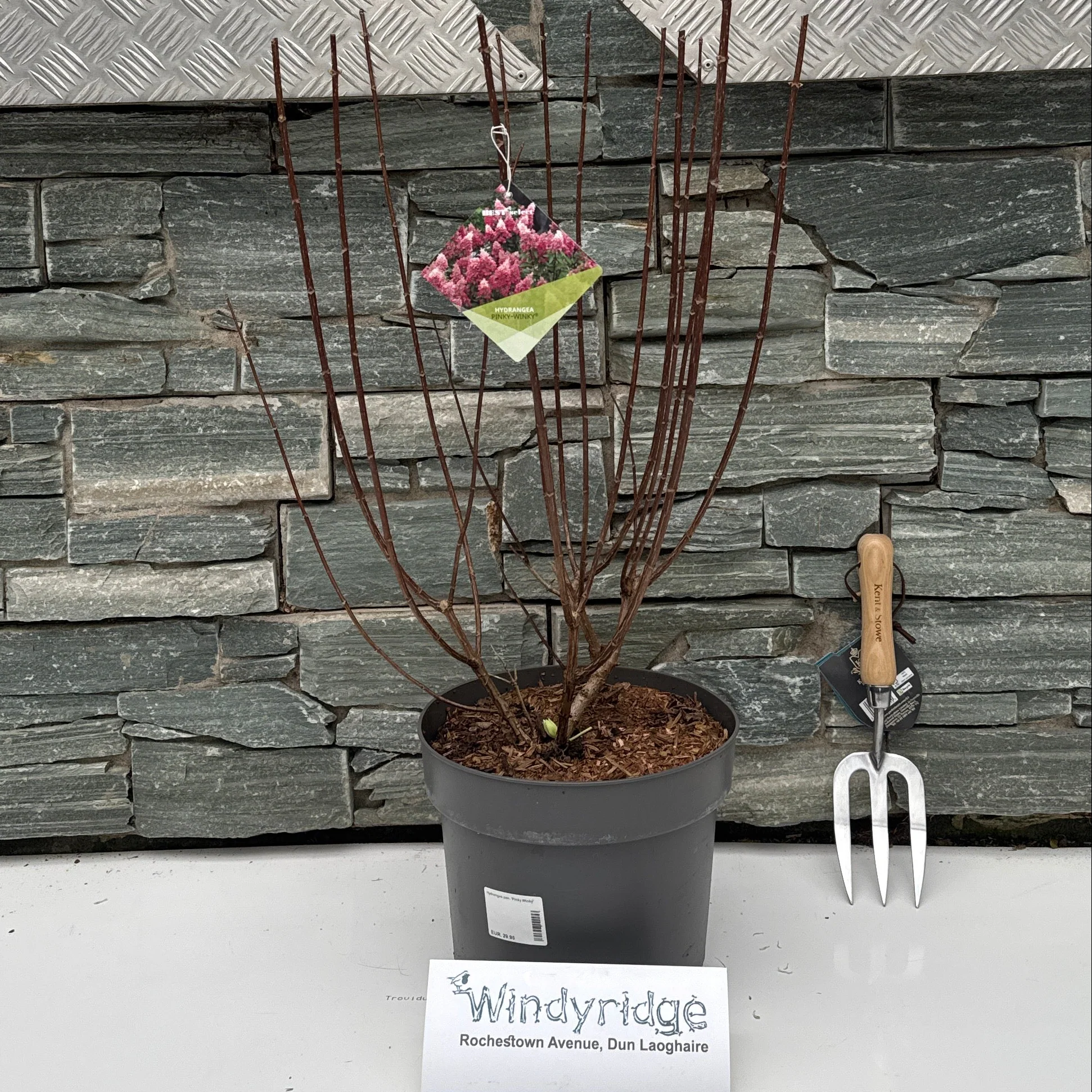 Hydrangea pan. 'Pinky Winky' 40-50 cm.