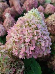 HYDRANGEA pan. Pixio - Image 2