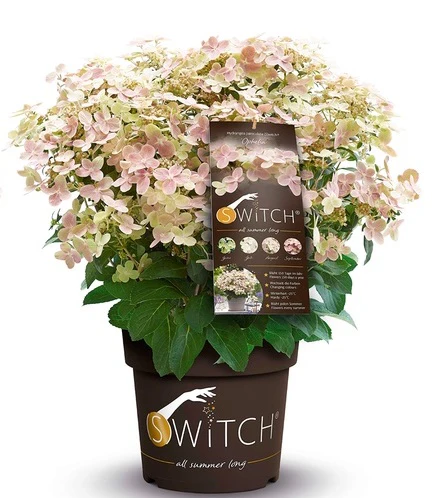 HYDRANGEA PAN. POLESTAR