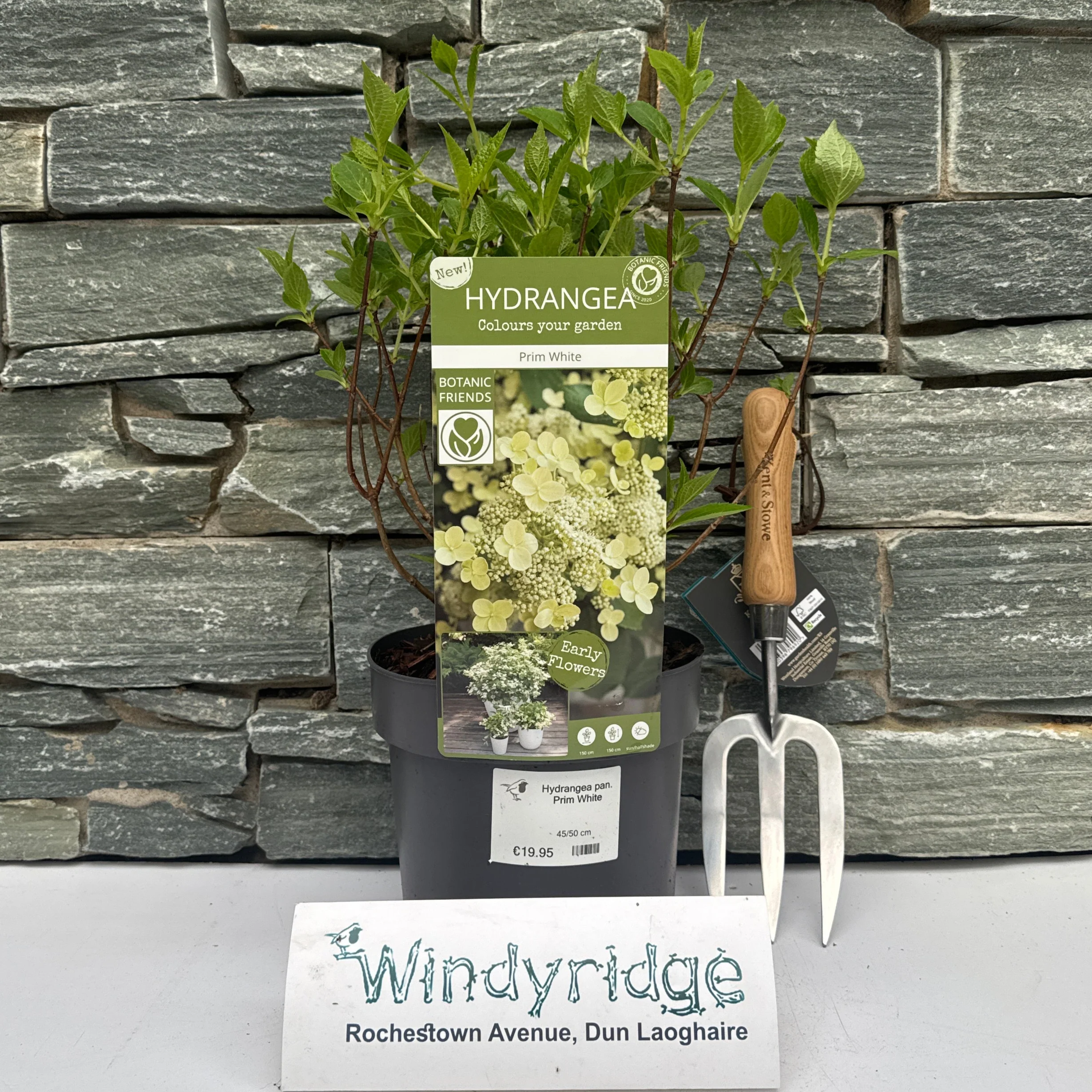 Hydrangea pan. Prim White - Image 2