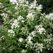 Hydrangea pan. Prim White - Image 3