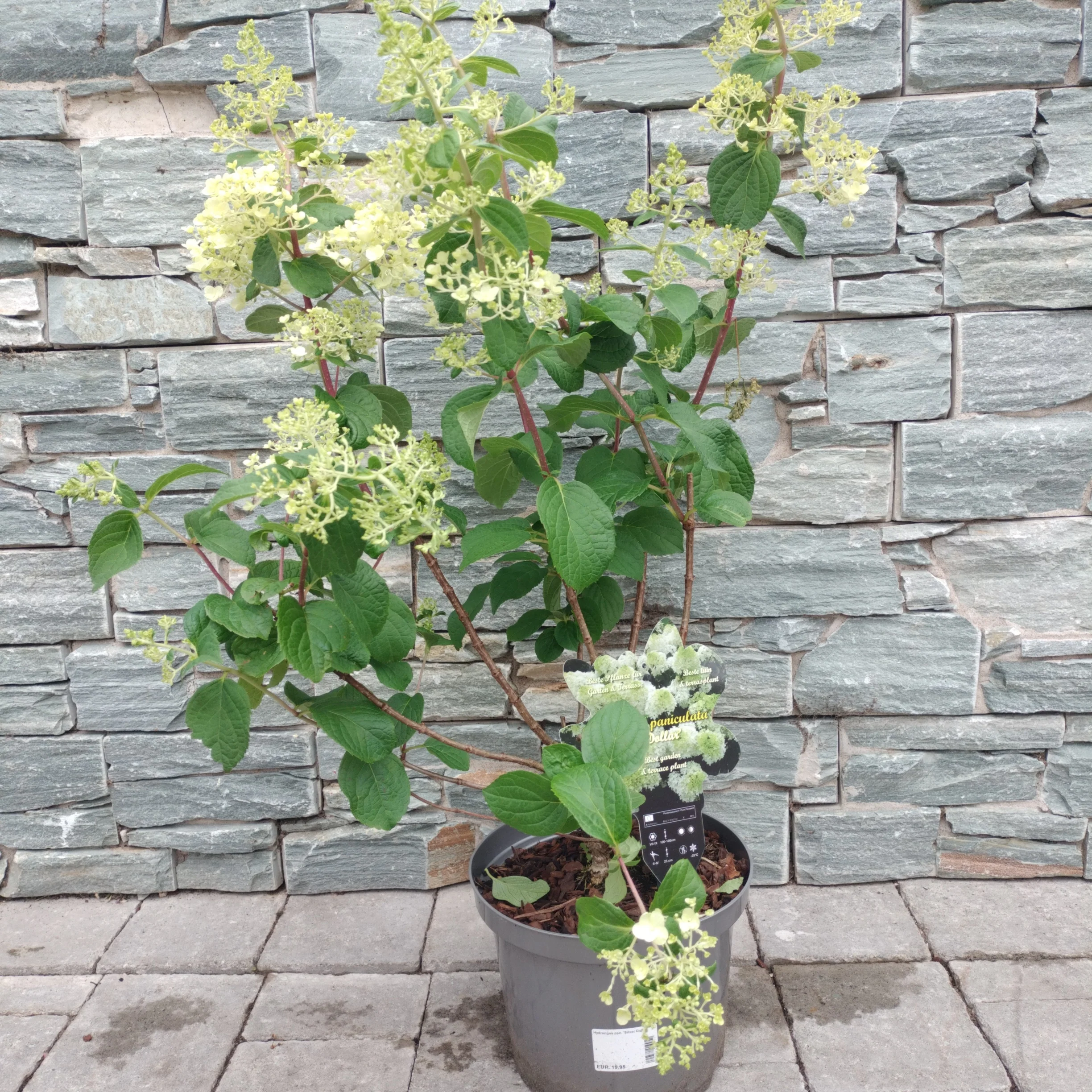 Hydrangea pan. Silver Dollar