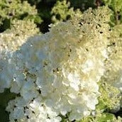 Hydrangea pan. Silver Dollar - Image 2