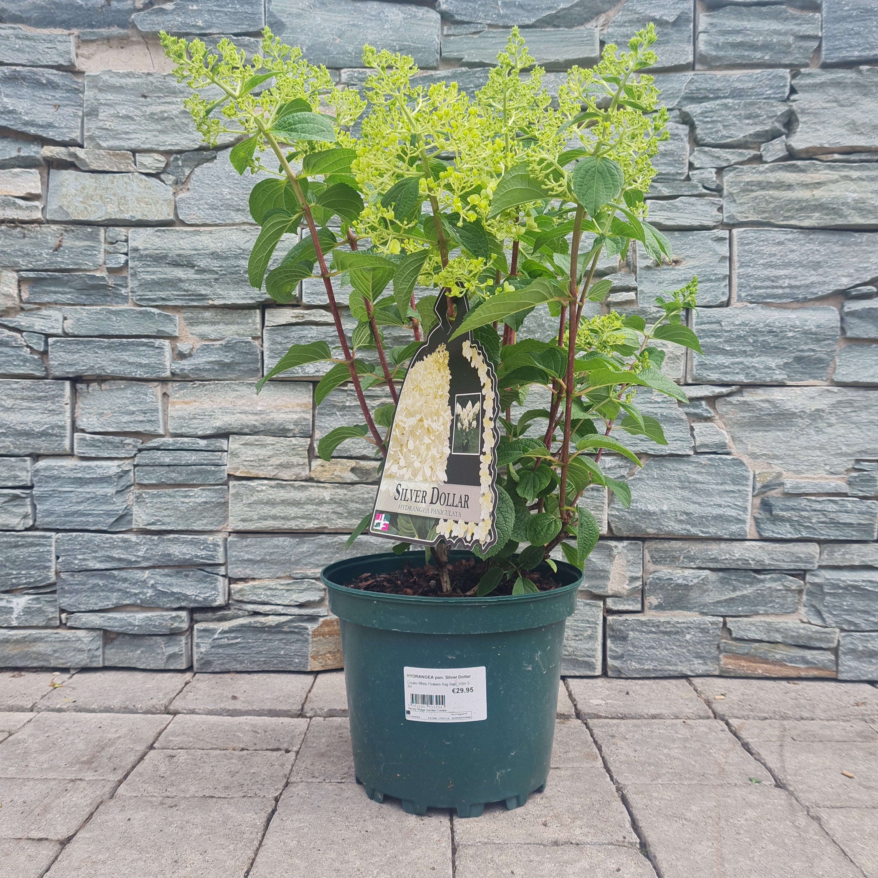 HYDRANGEA pan. Silver Dollar - Image 2