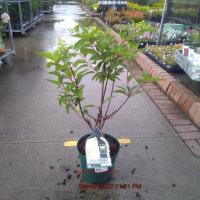 HYDRANGEA pan. Silver Dollar - Image 2