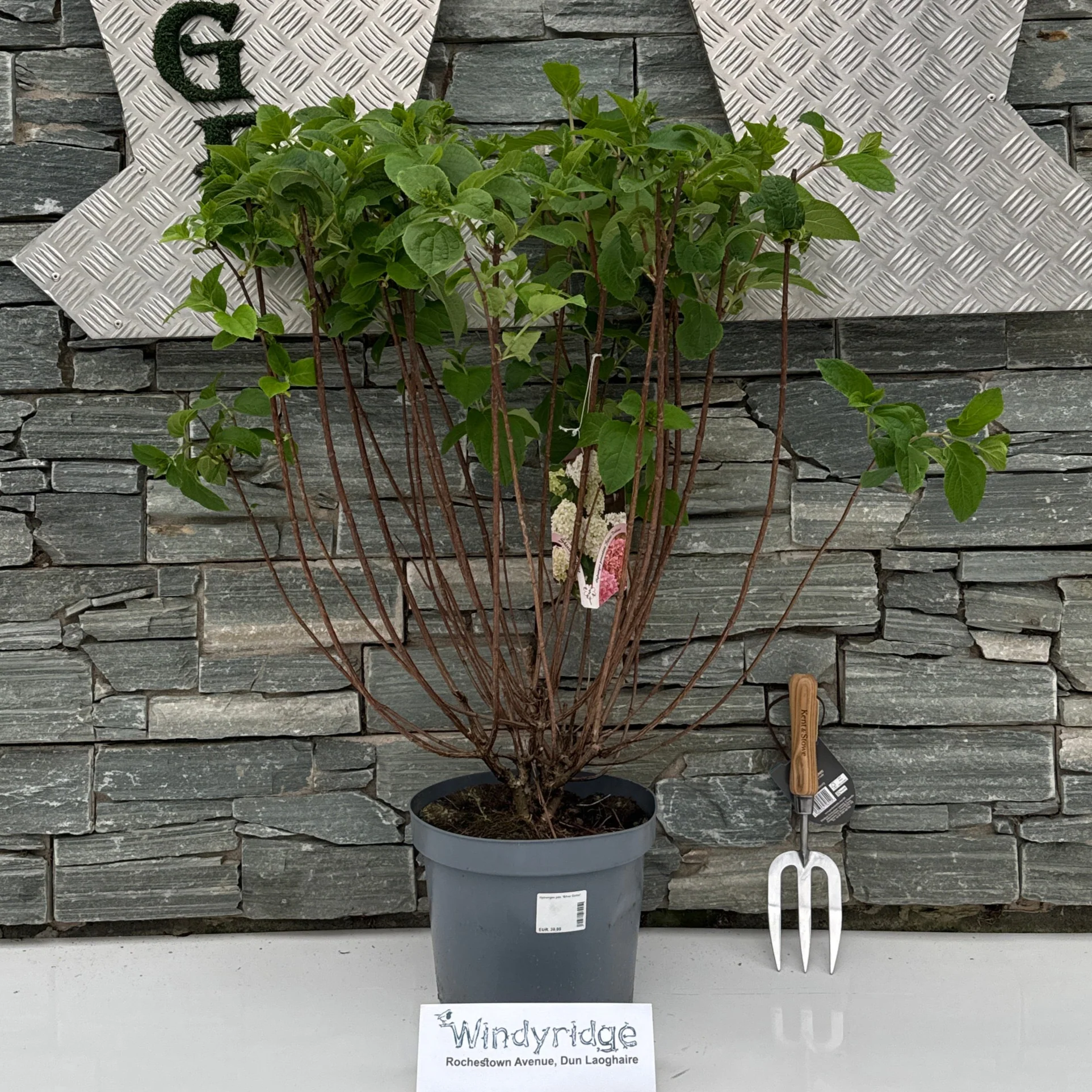 Hydrangea pan. Silver Dollar - Image 3