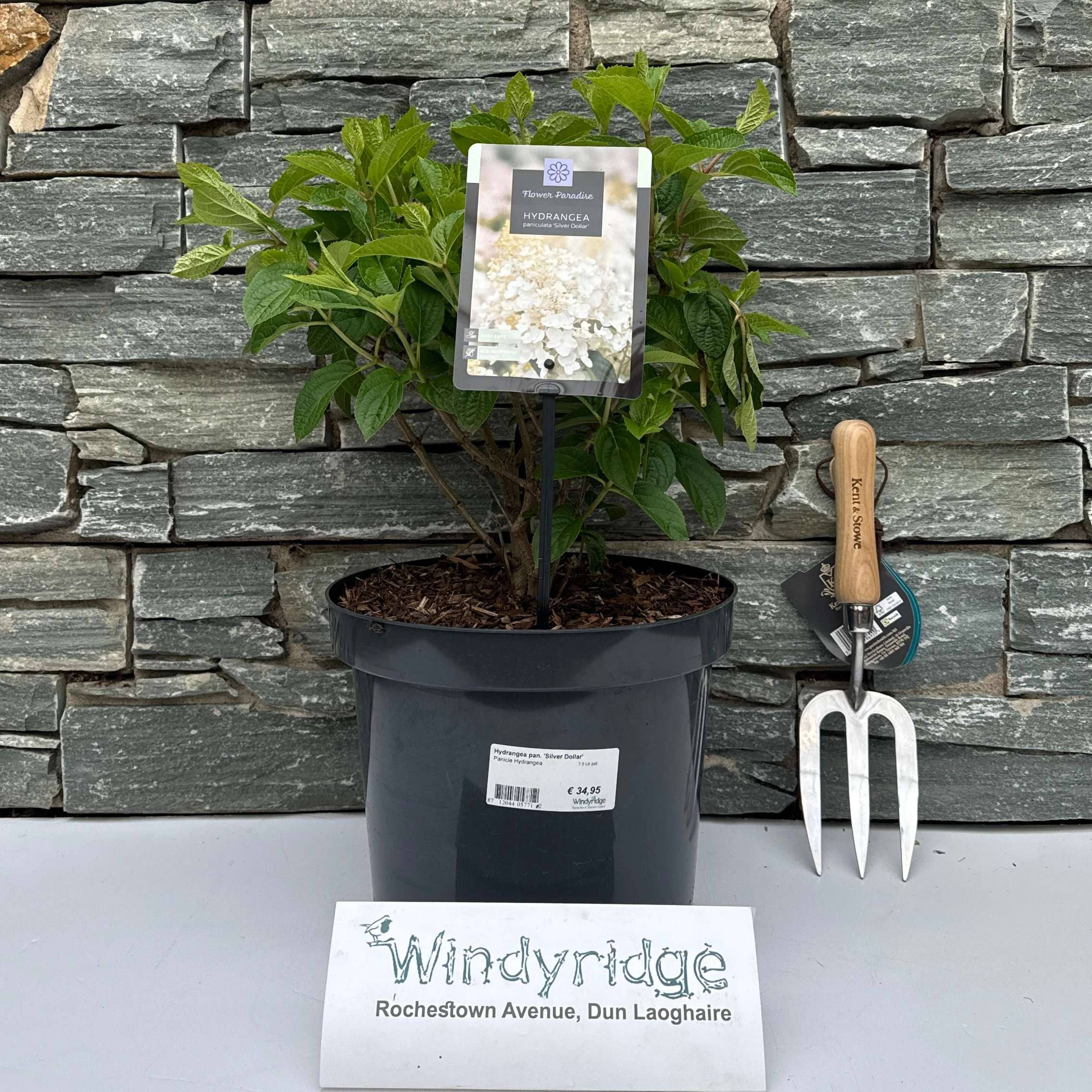 Hydrangea pan. 'Silver Dollar' 7.5 Ltr pot