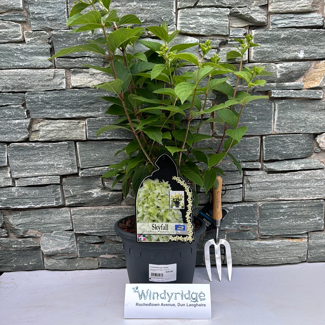 HYDRANGEA pan. Skyfall - Image 2