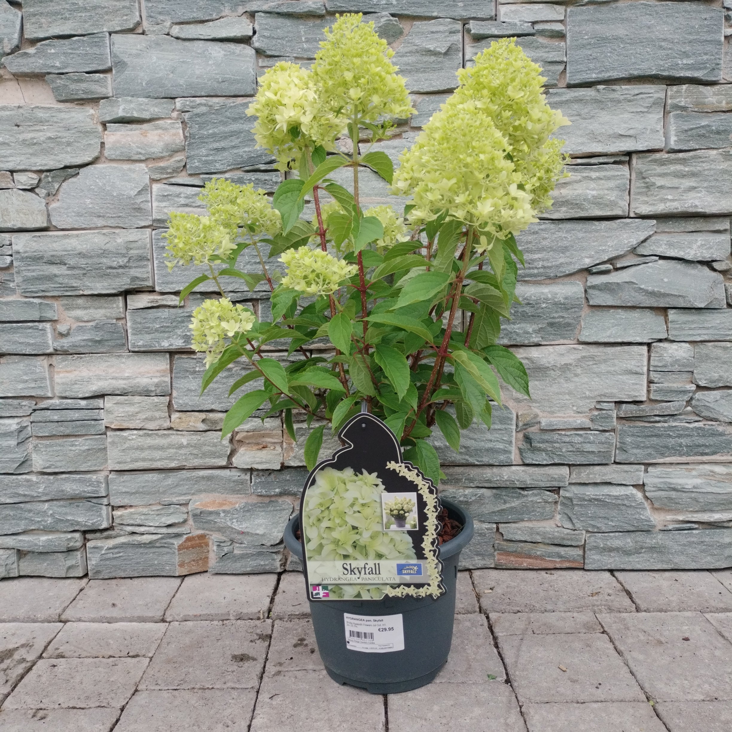 HYDRANGEA pan. Skyfall - Image 3
