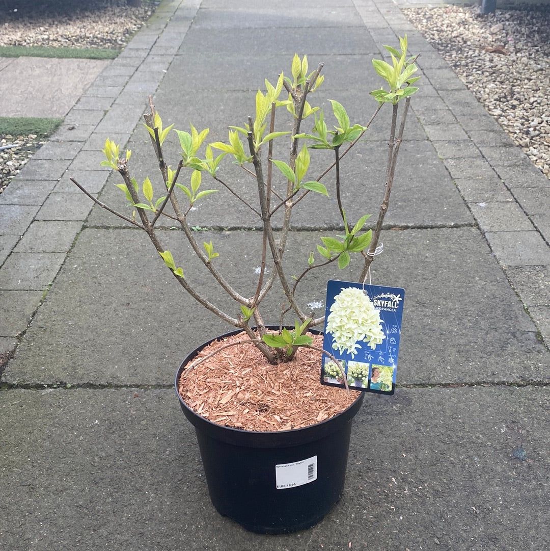 Hydrangea pan. Skyfall
