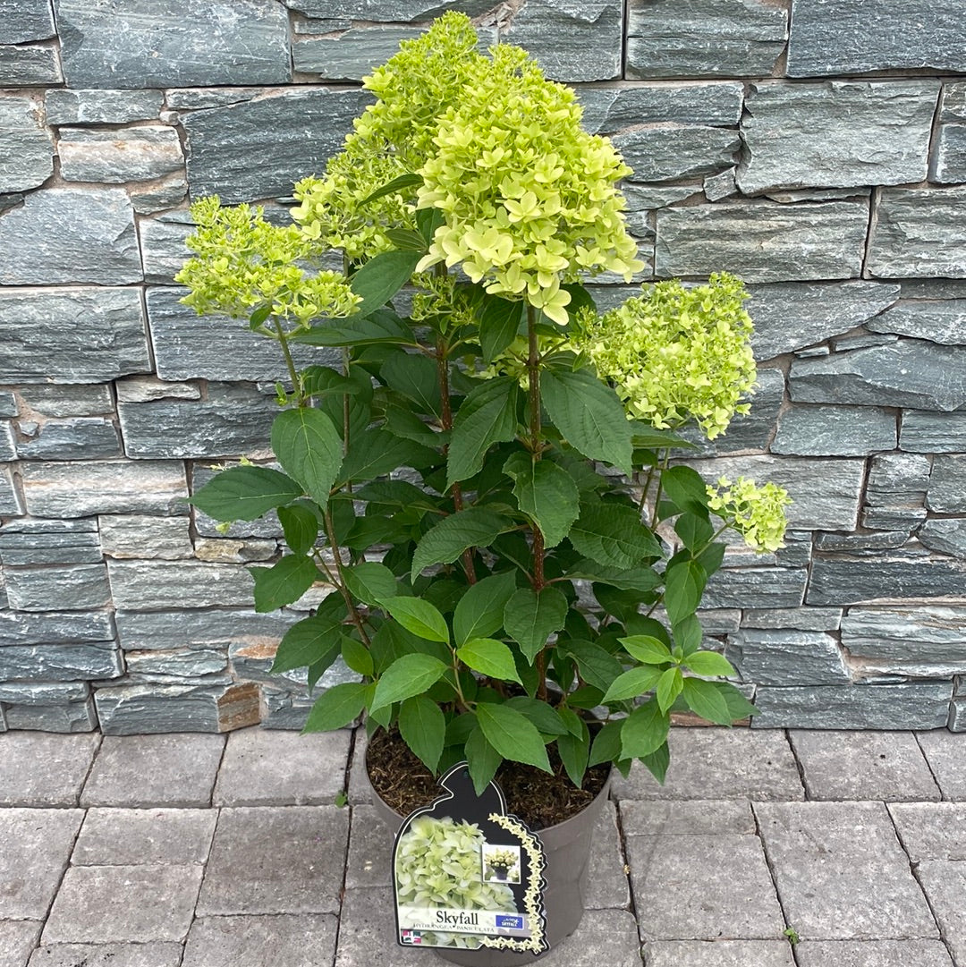 HYDRANGEA PAN. SKYFALL - Image 2