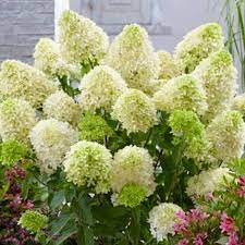 Hydrangea pan. Skyfall - Image 2