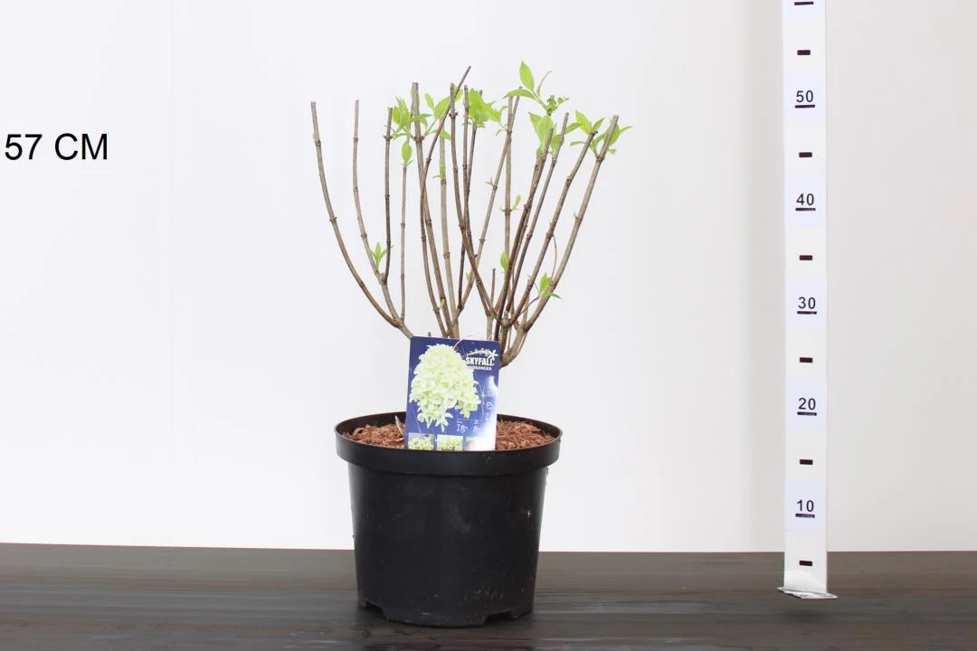 Hydrangea pan. Skyfall - Image 3