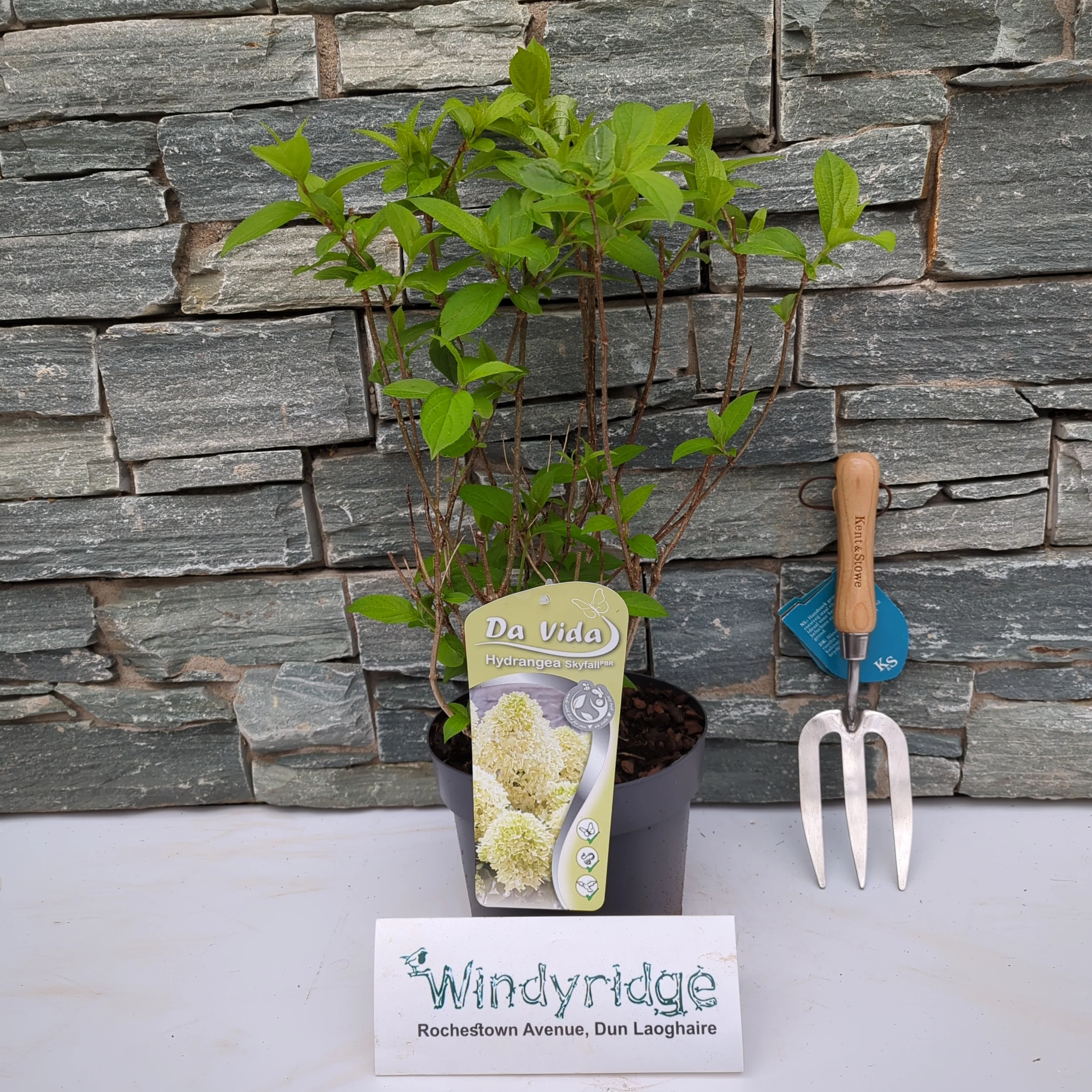 Hydrangea pan.  Skyfall - Image 2
