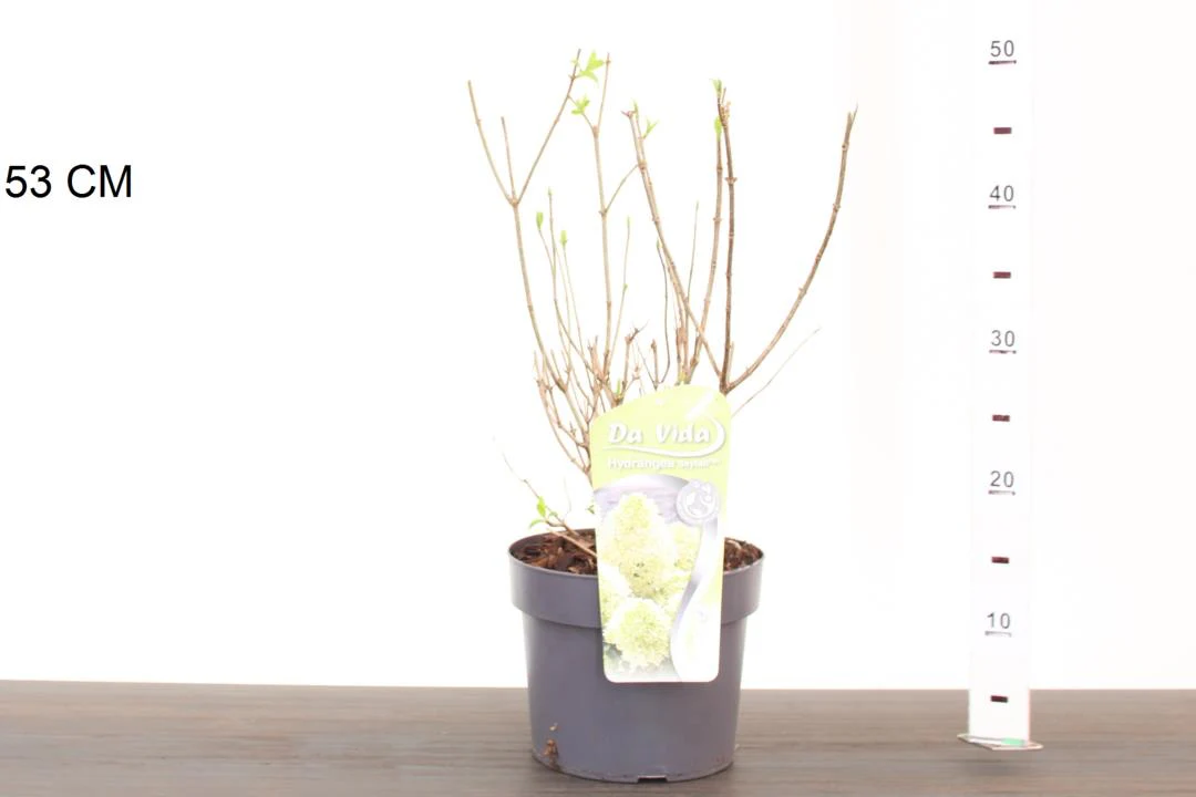 Hydrangea pan.  Skyfall - Image 3