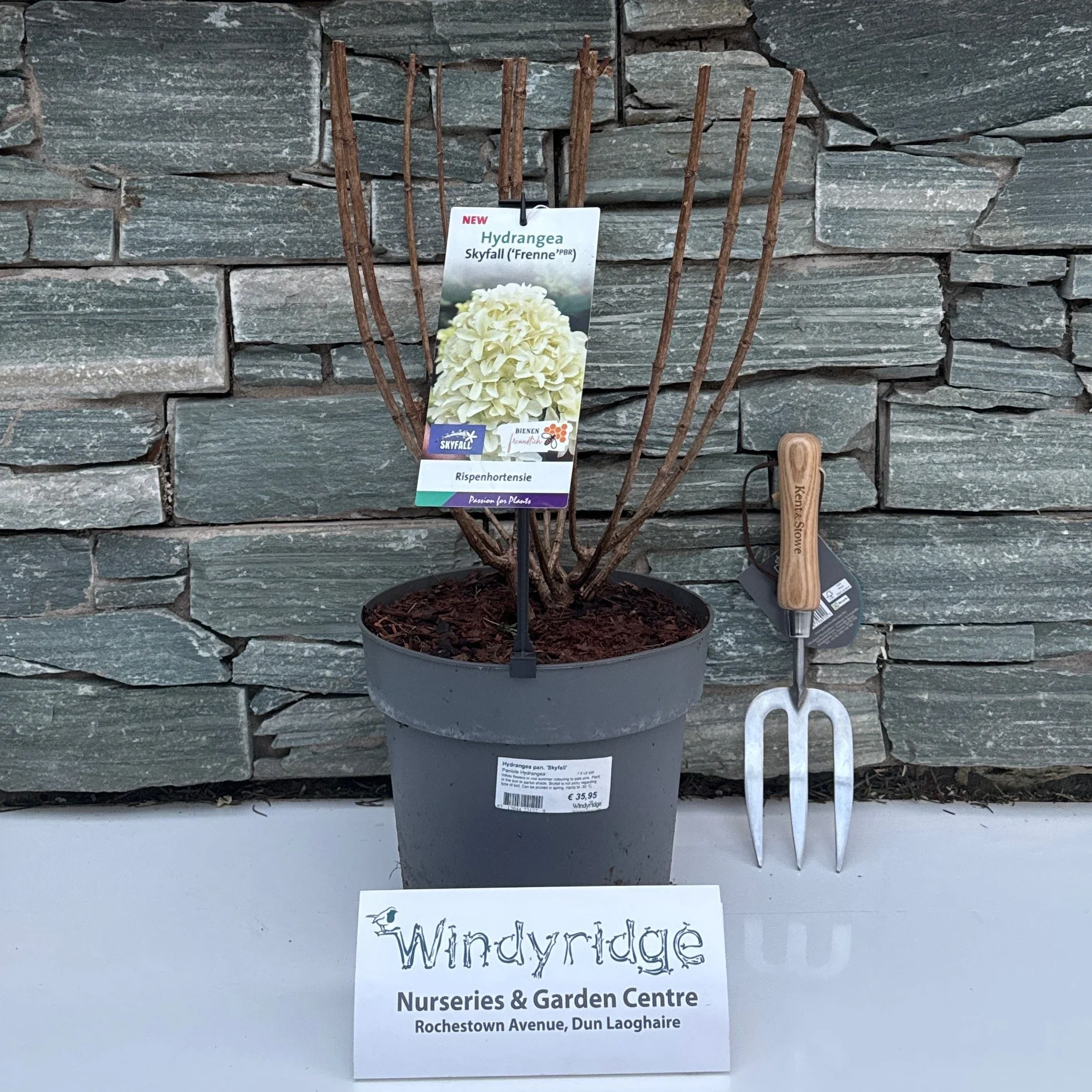 Hydrangea pan. Skyfall  7.5 Ltr pot