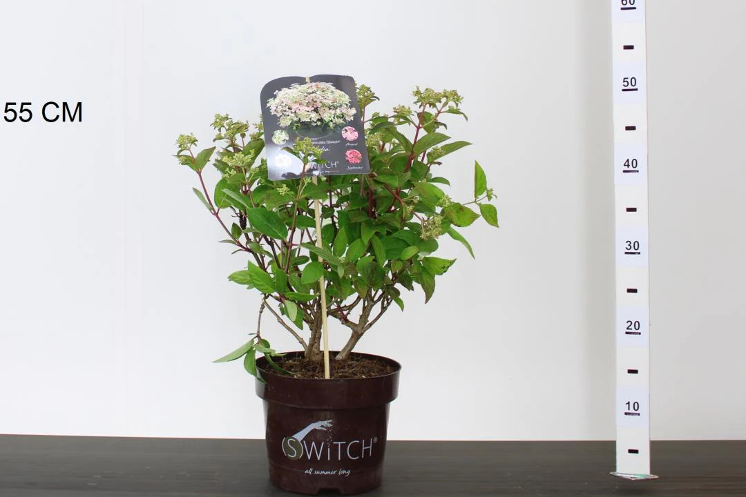 Hydrangea pan. Switch Ophelia - Image 2