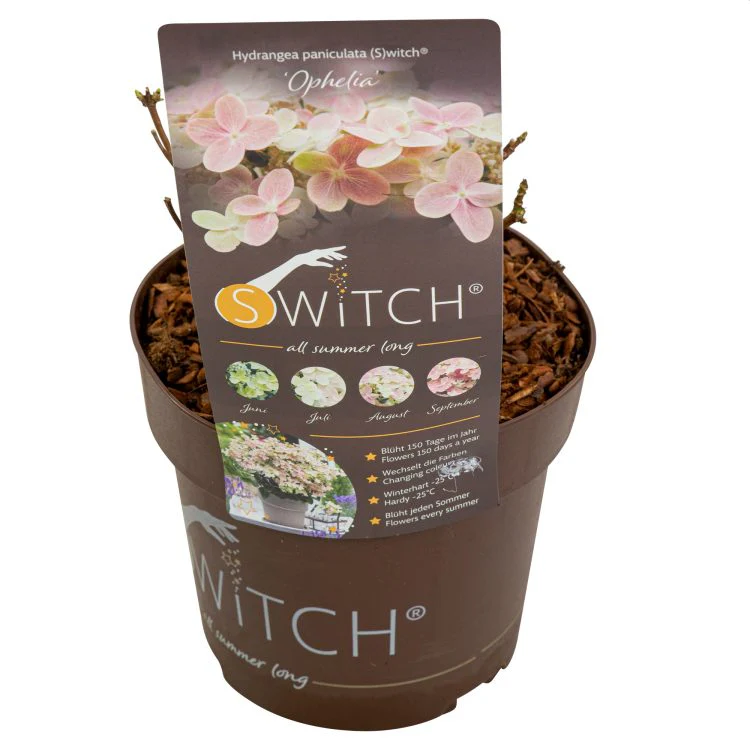 Hydrangea pan. (S)witch Ophelia 3 Ltr pot - Image 4