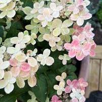 Hydrangea pan. (S)witch Ophelia 3 Ltr pot