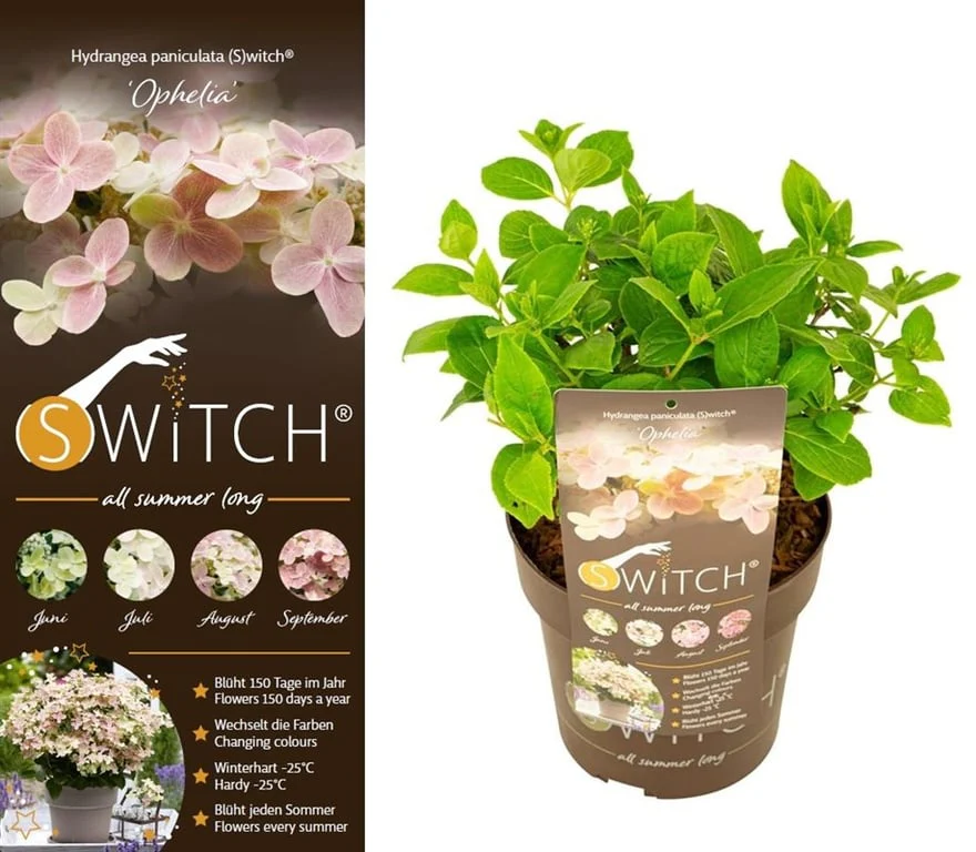 Hydrangea pan. (S)witch Ophelia 3 Ltr pot - Image 3